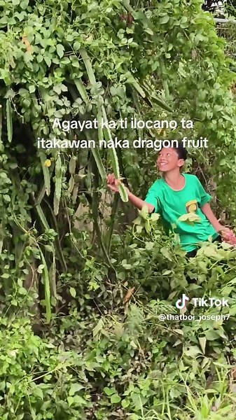 Ilocano Culture and Dragon Fruit Insights