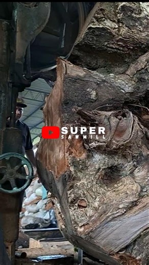 Cutting a Giant Irregular Tree Root – The Extreme Effort Behind This Sawmill Process!