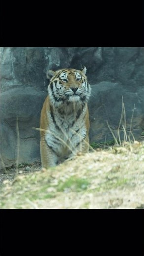 (4K) 오늘 새를 잡았다고 하는 시베리아 호랑이 선호 (Seonho) 2026.03.14 #shorts #tiger #shorts