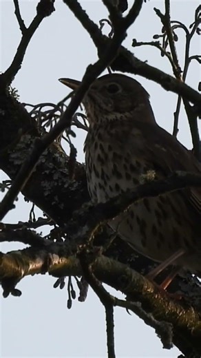 Grive au crépuscule !! #oiseaux #birds #naturelovers #relaxant #birdwatching