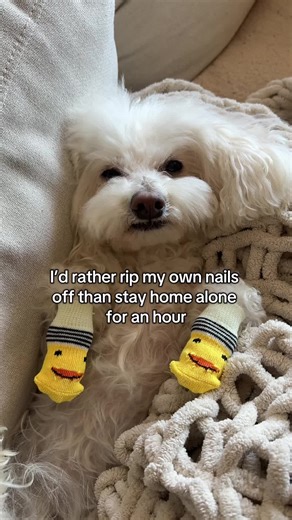 Separation Anxiety in Bichon Frise Dogs Explained