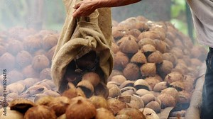 Farmer placing shelled coconut meat on drying rack, smoking copra on plantation