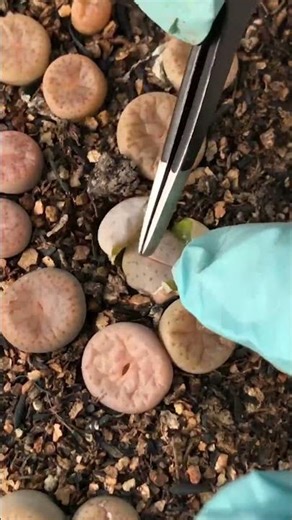 The #1 Rule for Lithops Splitting (DON'T Water! 🚫💧)
