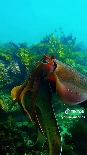 Voyage Enigma: Unveiling Ocean Mysteries