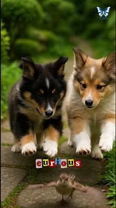 CUTEST SHETLAND SHEEPDOG ENERGY YOU MUST SEE! 🐶💫 #petsusa #dogbreed #dogvideo