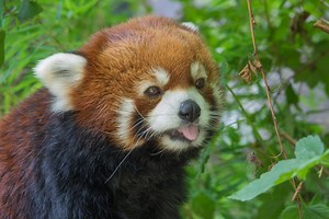 Red panda Mei Mei gives birth to tiny cub