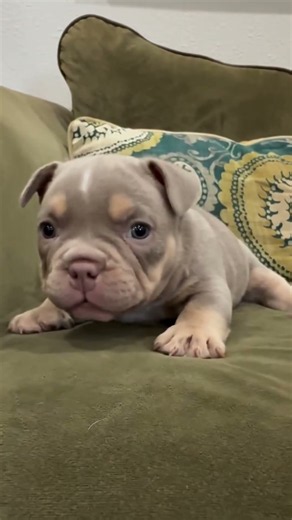 new bron Bull dog baby #dogsound #dogvideos #dogshorts #dogbraking #animals #animals video