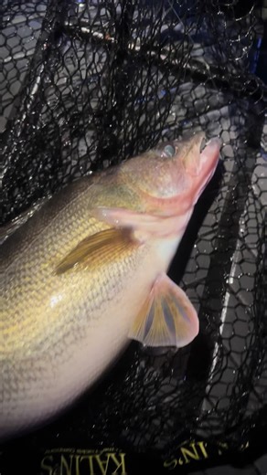 Night Fishing for Walleye in Green Bay