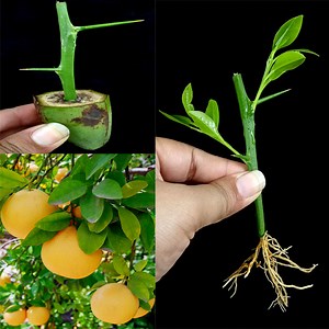 How to Grow Grapefruit Tree from Cutting In A Banana | Tamanna Garden