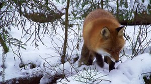 The Red fox vulpes vulpes in winter. Fox hunts in winter.