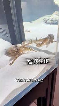 Two blue-ringed octopuses were caught at once. The blue-ringed octopus can actually change color