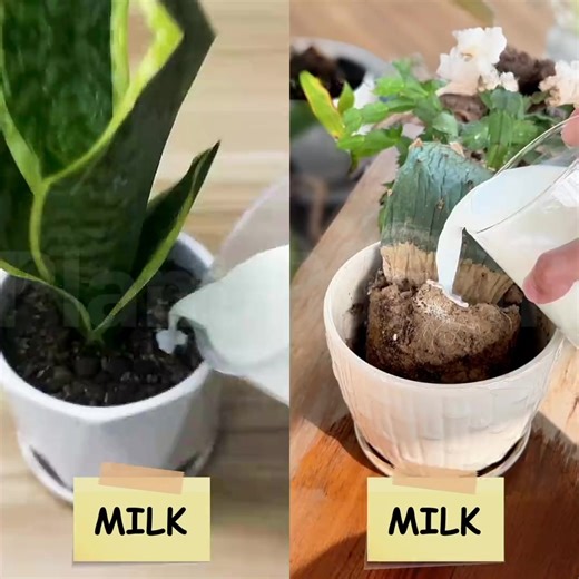 Scan sick plants and get cure 🔎 Get customized care plan 🪴 Learn expert tips on watering, pruning & more 💚 Join 1 million happy plant parents 👩‍🌾 | Plant Parent
