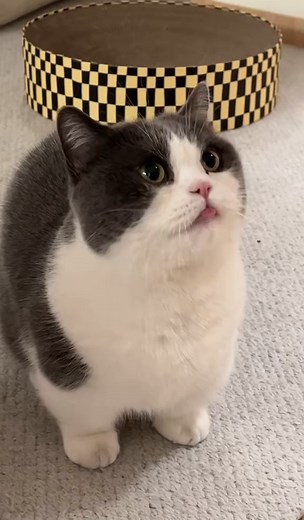 My kitten can wink~ Can yours #fyp #humor #meme #funny #viral #yetitok #yetiworld #cattok#memes #funnyvideos #fun #haha #cat #cat #animals #pet #lovecat #lovepet #petcare | Fiona Cat