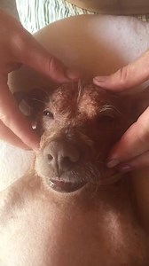 CHILAX-In (Chill and Relaxing - for of us less hip). | Master Splinter