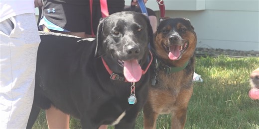 Free microchip clinic for pets available at Schulte Subaru this weekend