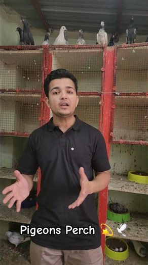 Pigeon Perches 😍 70 ₹ Offer #kabootar #pigeon 🕊 #shorts