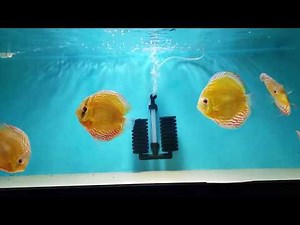 Wild Caught Orange Red Paraconi Discus Fish