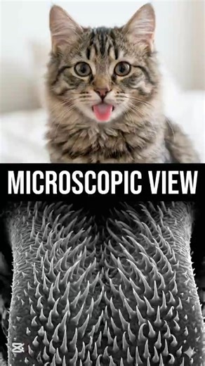 The Scary Truth About "Cat Kisses" #cat