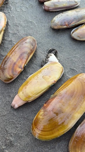 Clamming on the Oregon Coast: A Guide