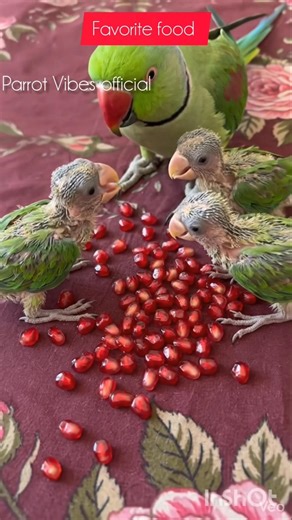 Parrot Favorite Food 🦜 #Fruits #Parrot #shorts #BestVibes