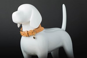 22 Epic, Unique Dog Collars & Leashes [2025 Highlights]