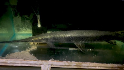 Lepisosteus osseus “Mississippi River backwater “ | Rehoboth Aquatics, USA