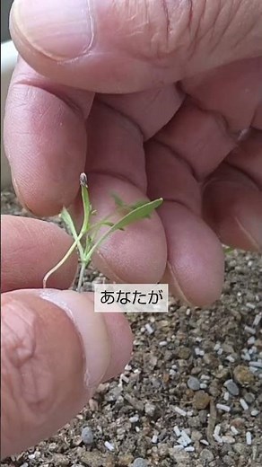 11/1【ニンジン】発芽 間引き後に発芽した苗を放置すると大変な事になります