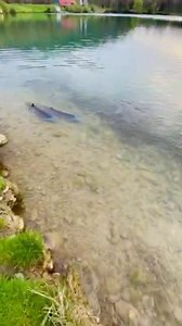 32K views · 1K reactions | La magie d’Iktus Sturgeon, LA référence de l’espèce, un cheptel unique au monde avec 18 variétés différentes d’esturgeons ! Hier au poste 19... www.iktus.fr | Iktus Béarn | Facebook