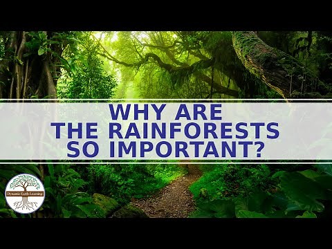 Why are the Rainforests So Important? Science Education