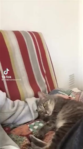 42K views · 1.8K reactions | Best dapat kucing suka ajak borak ni  | Dunia Kucing Malaysia | Facebook