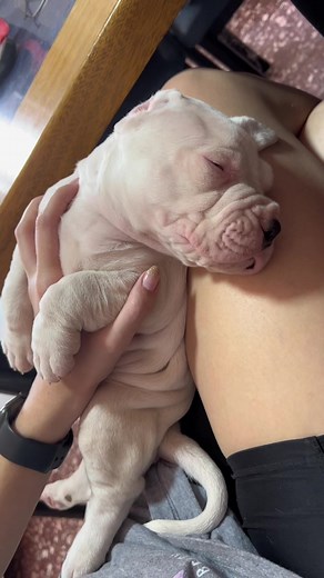 ✨DOGOS ARGENTINOS✨ on TikTok