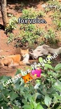 Cutest Fox Playtime Ever!🦊😂 |Foxes Being Silly With Their Friends! #youtube #youtuber #funny #cute