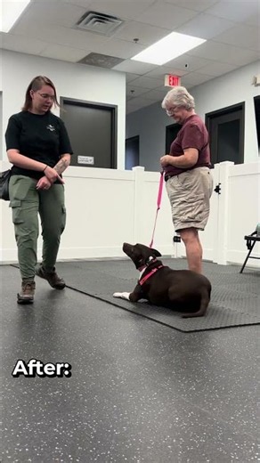 Before & After Dog Training at Bark University