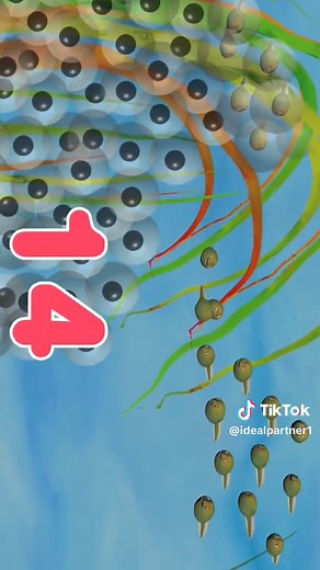 Counting Tadpoles Song for Kids