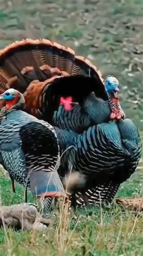 Bow Hunting Perfection #onekill #wildlife #birds #hunting #nature #goose #duck #like #viral #short