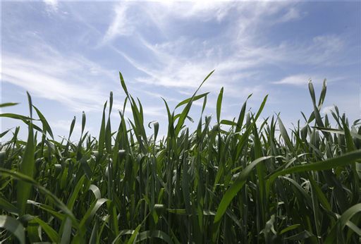 Brown wheat mite activity confirmed in Kansas, K-State reports