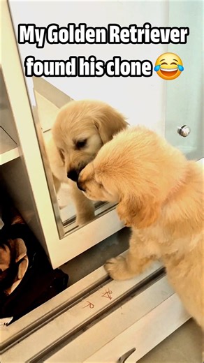 Golden Retriever Puppy Sees Himself in the Mirror for the First Time