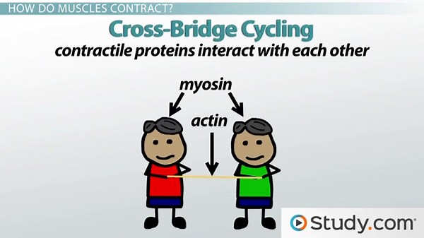 Cross-Bridge Cycle | Overview, Steps & Role of ATP