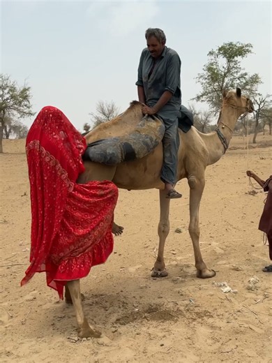 Camel Milk Benefits and Desert Village Life: Camel Care Tips