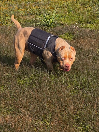 Training Techniques for XXL Luxor Bullies