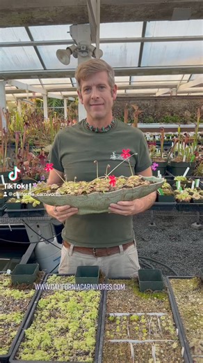 Growing Pinguicula with your other houseplants is fun and easy! Check out our website and YouTube channel for lots of care tips! www.californiacarnivores.com | California Carnivores