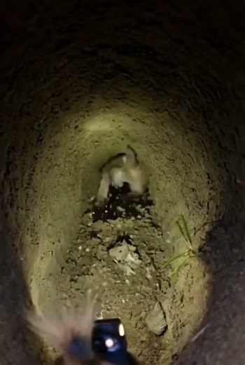 Pocket Gopher POV Inside a Secret Underground Tunnel | Real Micro Camera Footage #Shorts