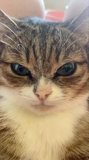 What you lookin at? 🐱 #cat #catsofinstagram #stare #kitty #evil #villain #dub #vo #rufus | Rufus Goodboy