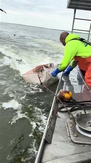 LOOK AT THAT👀 #fishing #crab #shorts #seafood #viral #workout #boating #outdoors #bluecrabs #funny
