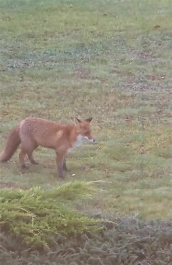 Amizants un reti sastopams skats dabā! 🦊 LVM Ziemeļlatgales reģiona klientu centra pļaviņā redzams, kā ziņkārīgā lapsa ne tikai medī, bet arī rotaļīgi spēlējas ar savu medījumu — peli. 🎬 Video iemūžinājusi AS “Latvijas valsts meži” uzskaites speciāliste Justīne Vanaga. | Lasi.lv
