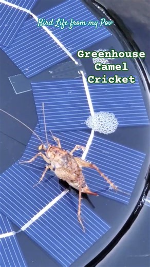 This grasshopper/cricket/spider is a Greenhouse Camel Cricket👇description in description👇