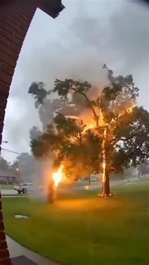 fire trees😱 type of trees #viral #shorts #nature #animation