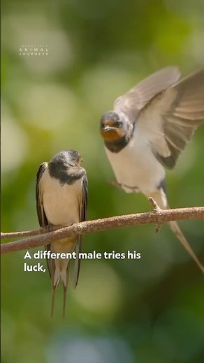 Flying 6,000 miles? That's true love. 💛 #BarnSwallows #IncredibleAnimalJourneys