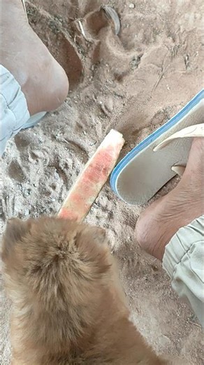 The dog eats watermelon.❤️😋 #dog #animals #puppy