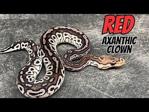 New Ingredients Unlocked for Axanthic Clowns.... But RED??